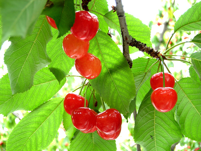 Cherry Picking in Minami Alps City