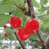 Cherry Picking in Minami Alps City