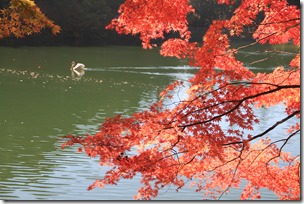 伊奈ヶ湖の白鳥と紅葉