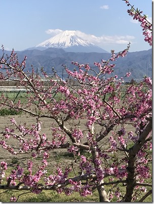 ももの花と富士山