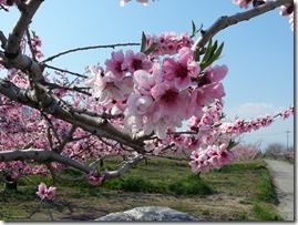 桃の花１