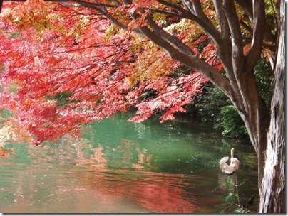 伊奈ヶ湖紅葉
