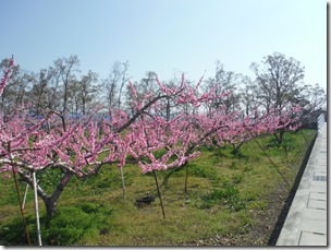 櫛形総合公園西の桃